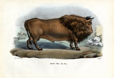 Uro, 1863-79